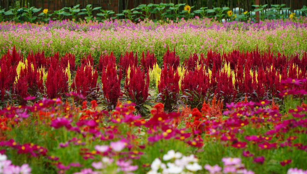 Thảm hoa đa sắc màu với gần 100 giống hoa ở Đồng Tháp - Ảnh 6.