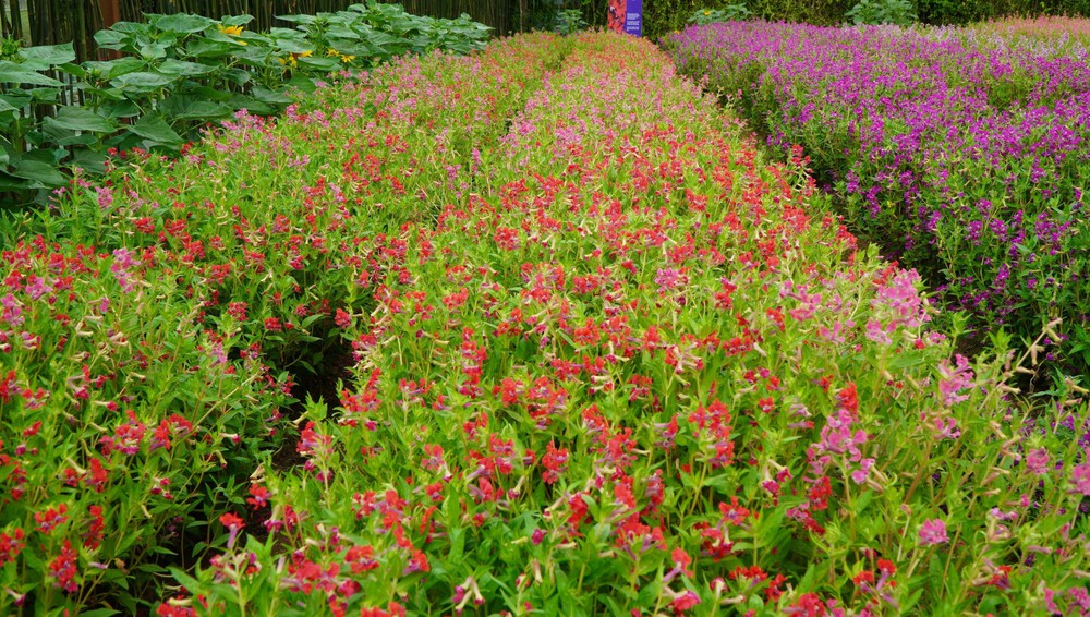 Thảm hoa đa sắc màu với gần 100 giống hoa ở Đồng Tháp - Ảnh 5.