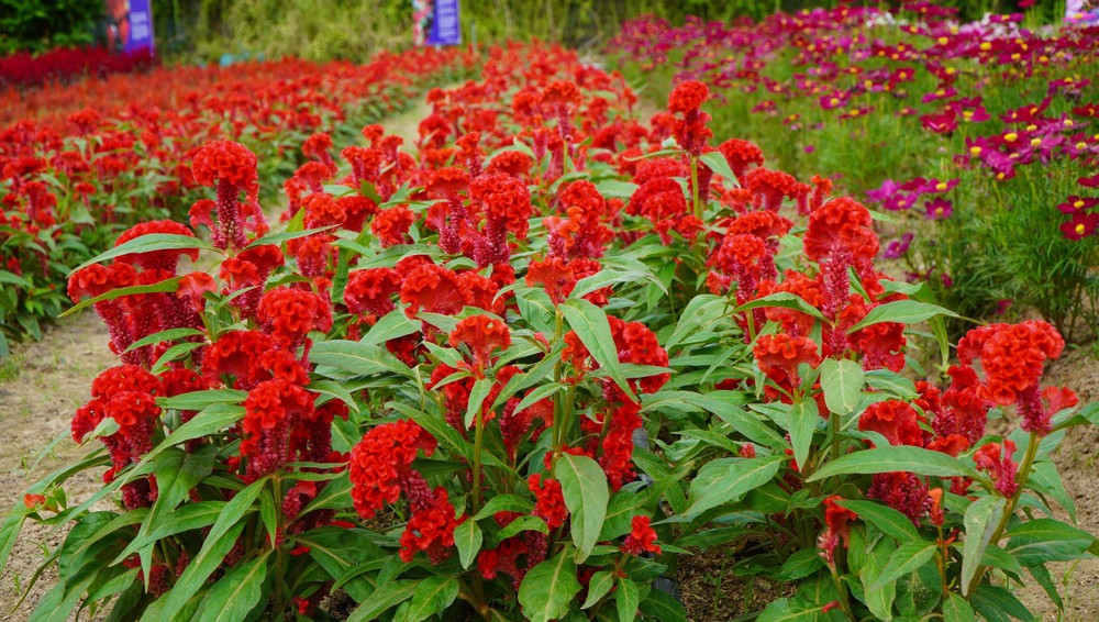 Thảm hoa đa sắc màu với gần 100 giống hoa ở Đồng Tháp - Ảnh 2.