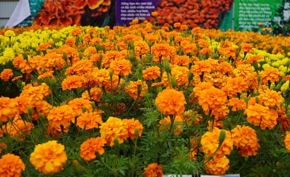 Thảm hoa đa sắc màu với gần 100 giống hoa ở Đồng Tháp - Ảnh 3.