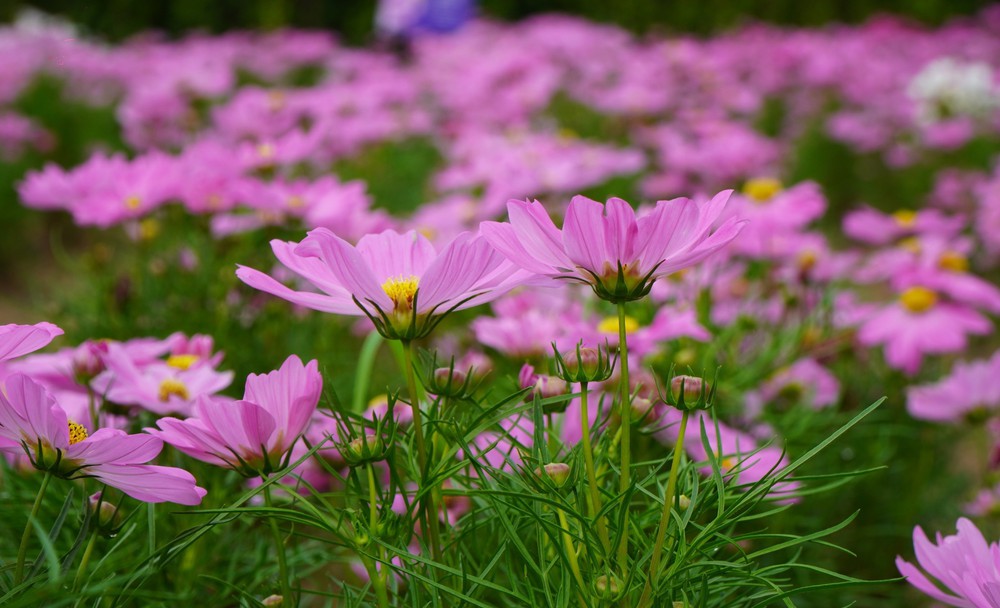 Thảm hoa đa sắc màu với gần 100 giống hoa ở Đồng Tháp - Ảnh 4.