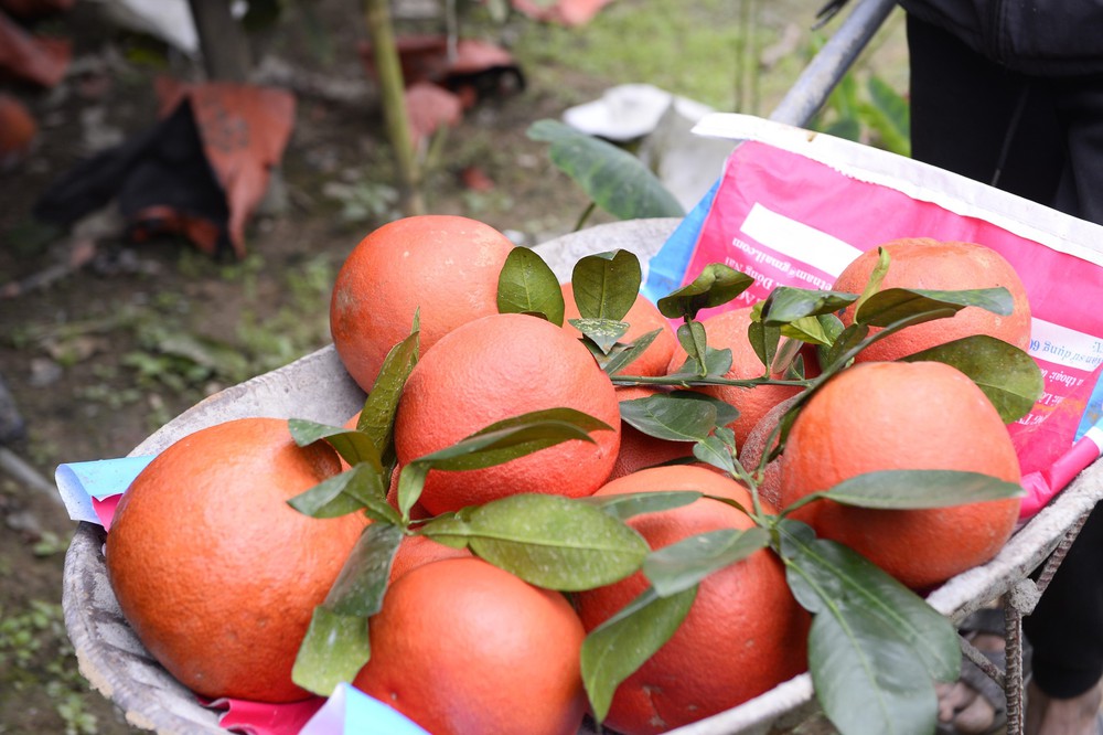 Bưởi đỏ Luận Văn (Lam Sơn, Thanh Hóa) - Đặc sản hút khách dịp Tết - Ảnh 4. Bưởi đỏ Luận Văn (Lam Sơn, Thanh Hóa) - Đặc sản hút khách dịp Tết - Ảnh 4.