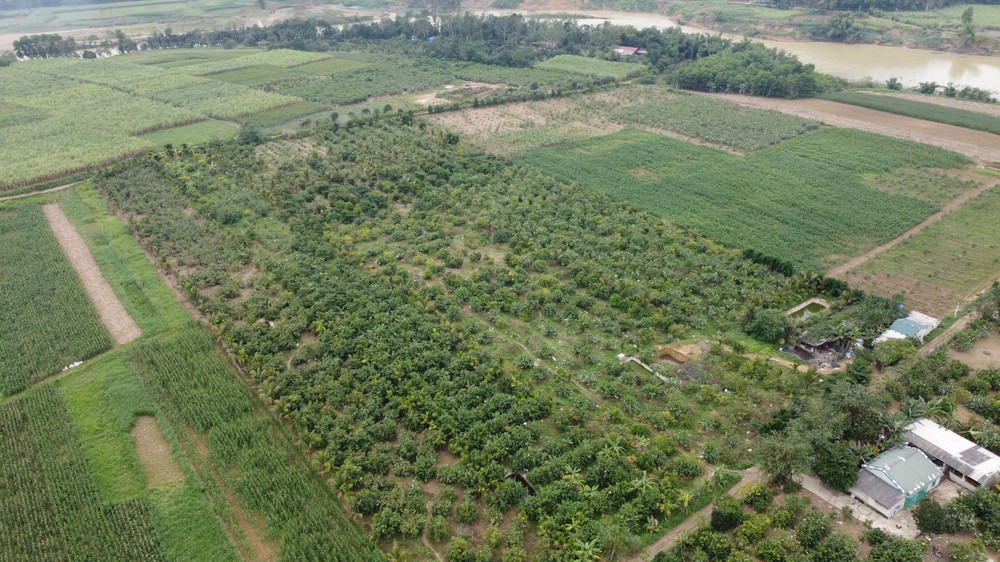 Bưởi đỏ Luận Văn (Lam Sơn, Thanh Hóa) - Đặc sản hút khách dịp Tết - Ảnh 6. Bưởi đỏ Luận Văn (Lam Sơn, Thanh Hóa) - Đặc sản hút khách dịp Tết - Ảnh 6.