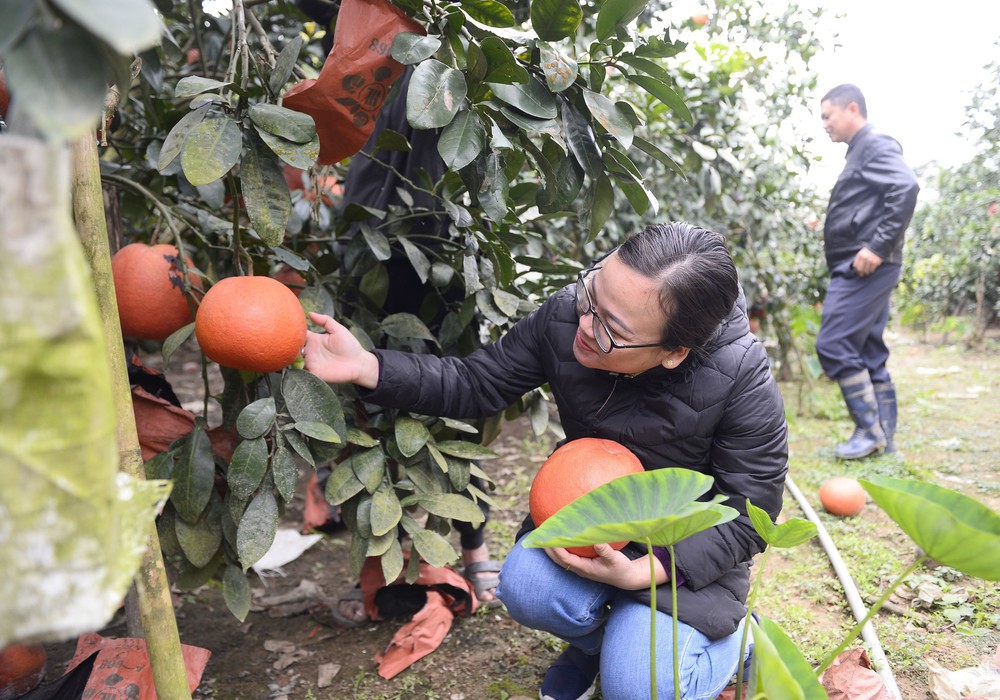 Bưởi đỏ Luận Văn (Lam Sơn, Thanh Hóa) - Đặc sản hút khách dịp Tết - Ảnh 2. Bưởi đỏ Luận Văn (Lam Sơn, Thanh Hóa) - Đặc sản hút khách dịp Tết - Ảnh 2.