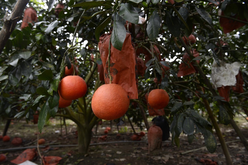 Bưởi đỏ Luận Văn (Lam Sơn, Thanh Hóa) - Đặc sản hút khách dịp Tết - Ảnh 1. Bưởi đỏ Luận Văn (Lam Sơn, Thanh Hóa) - Đặc sản hút khách dịp Tết - Ảnh 1.