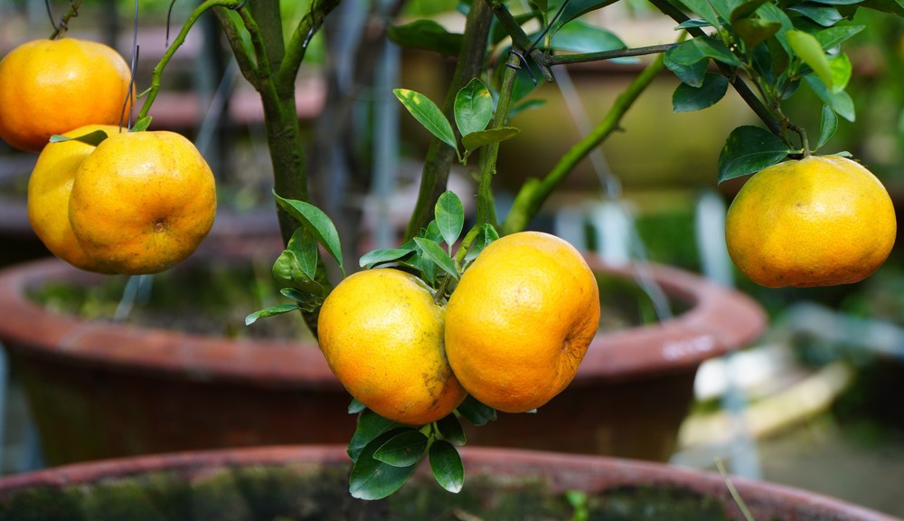 Quýt hồng lên chậu ở Đồng Tháp sẵn sàng phục vụ thị trường Tết 2026 - Ảnh 4.