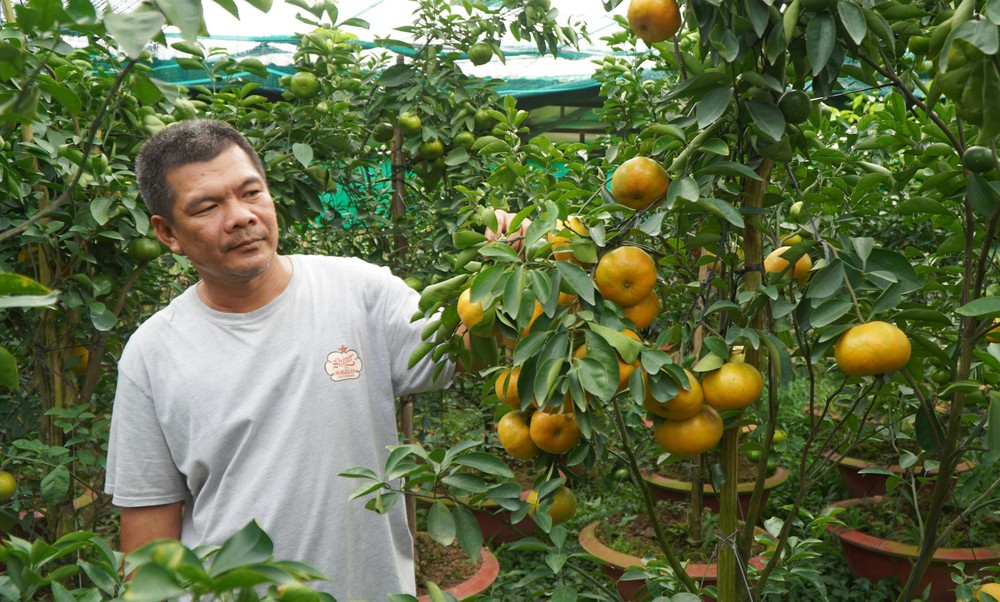 Quýt hồng lên chậu ở Đồng Tháp sẵn sàng phục vụ thị trường Tết 2026 - Ảnh 6.