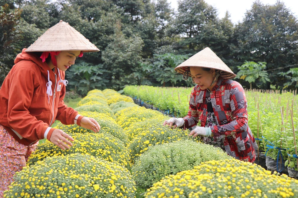 Thị trường hoa, cây cảnh Tết khởi động sớm, sức mua dè dặt - Ảnh 1. Thị trường hoa, cây cảnh Tết khởi động sớm, sức mua dè dặt - Ảnh 1.