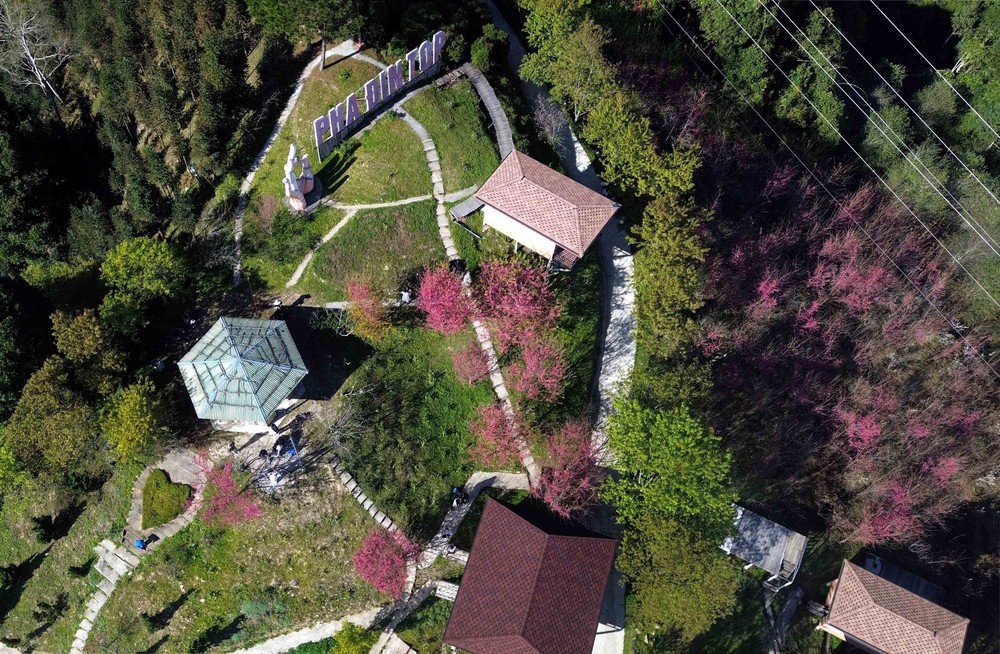 Sơn La: Hoa mai anh đào nở rộ thu hút khách du lịch - Ảnh 7.