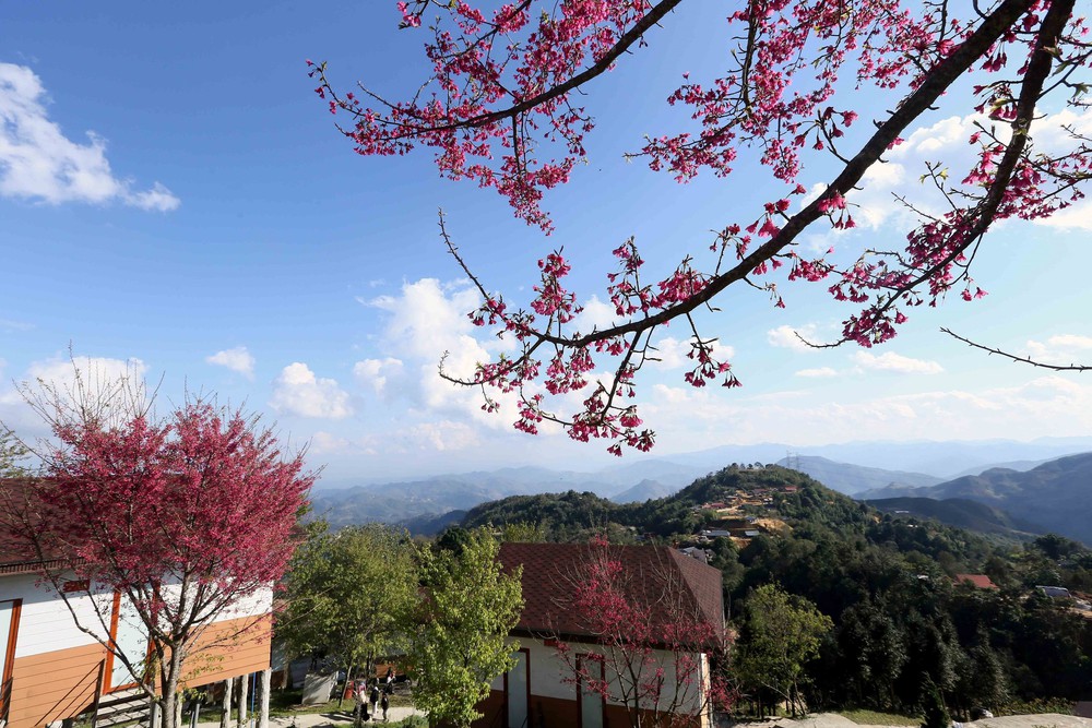 Sơn La: Hoa mai anh đào nở rộ thu hút khách du lịch - Ảnh 2.