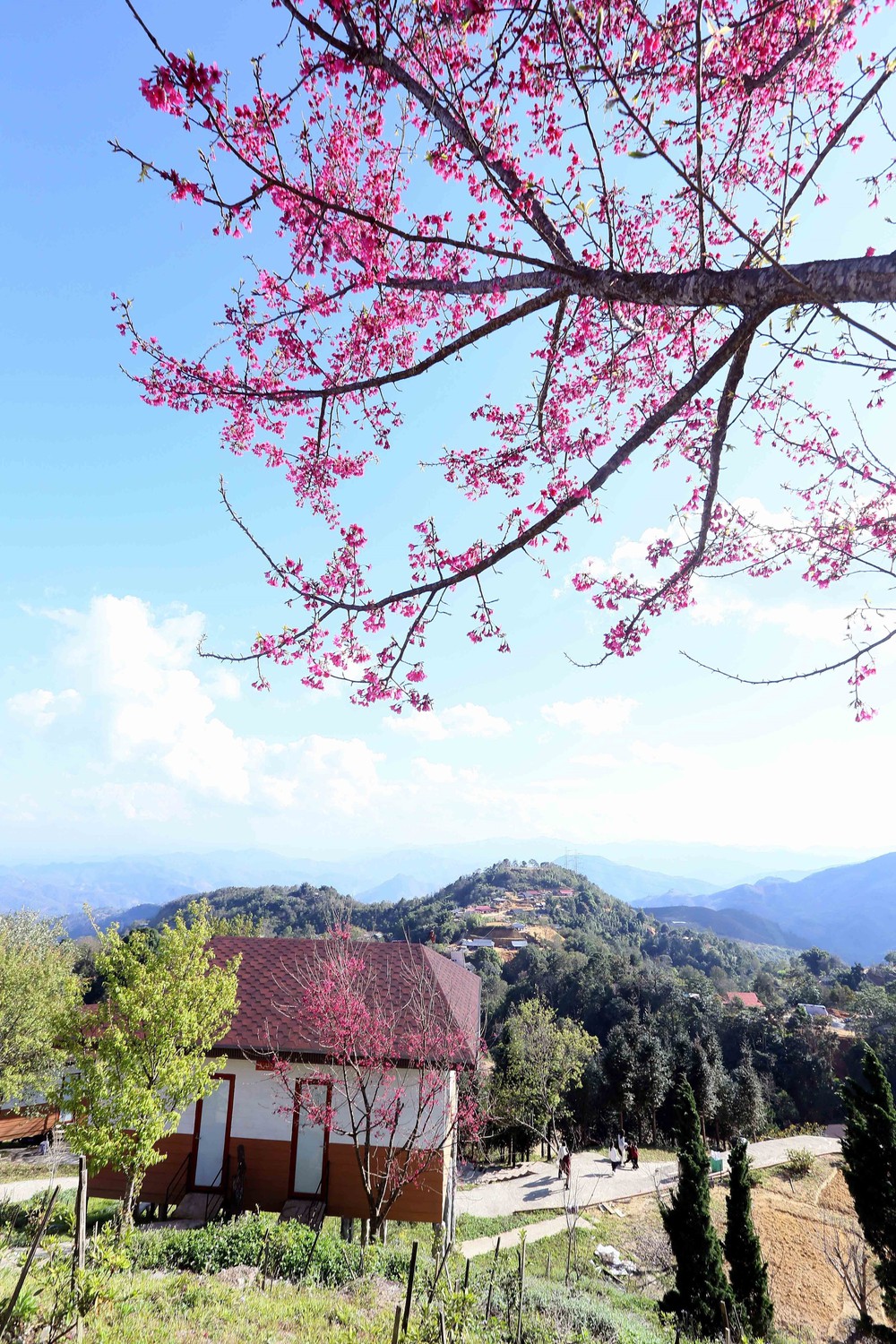 Sơn La: Hoa mai anh đào nở rộ thu hút khách du lịch - Ảnh 1.