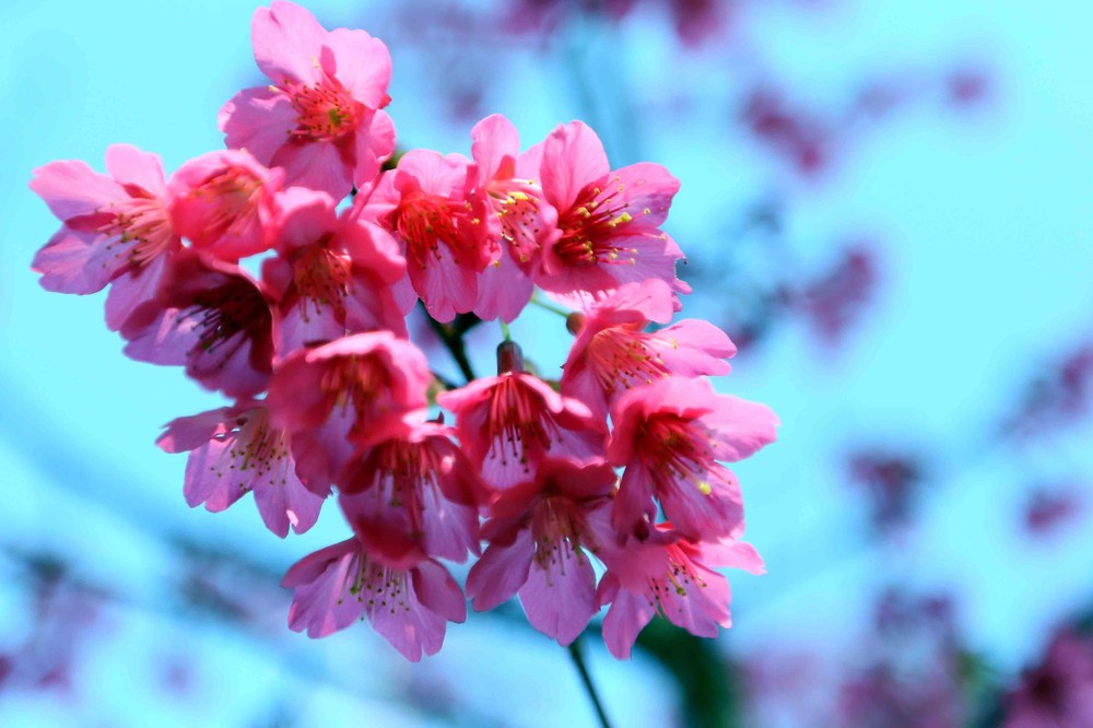 Sơn La: Hoa mai anh đào nở rộ thu hút khách du lịch - Ảnh 6.