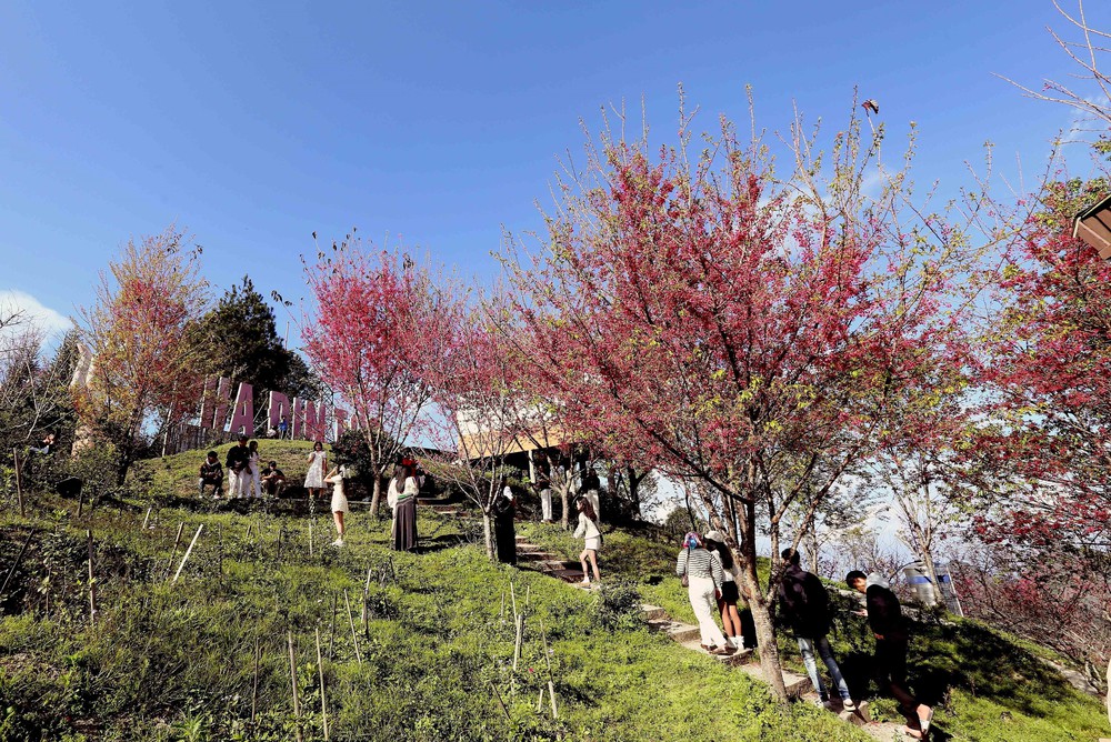 Sơn La: Hoa mai anh đào nở rộ thu hút khách du lịch - Ảnh 9.