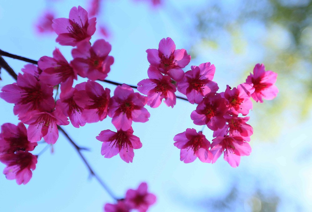 Sơn La: Hoa mai anh đào nở rộ thu hút khách du lịch - Ảnh 5.