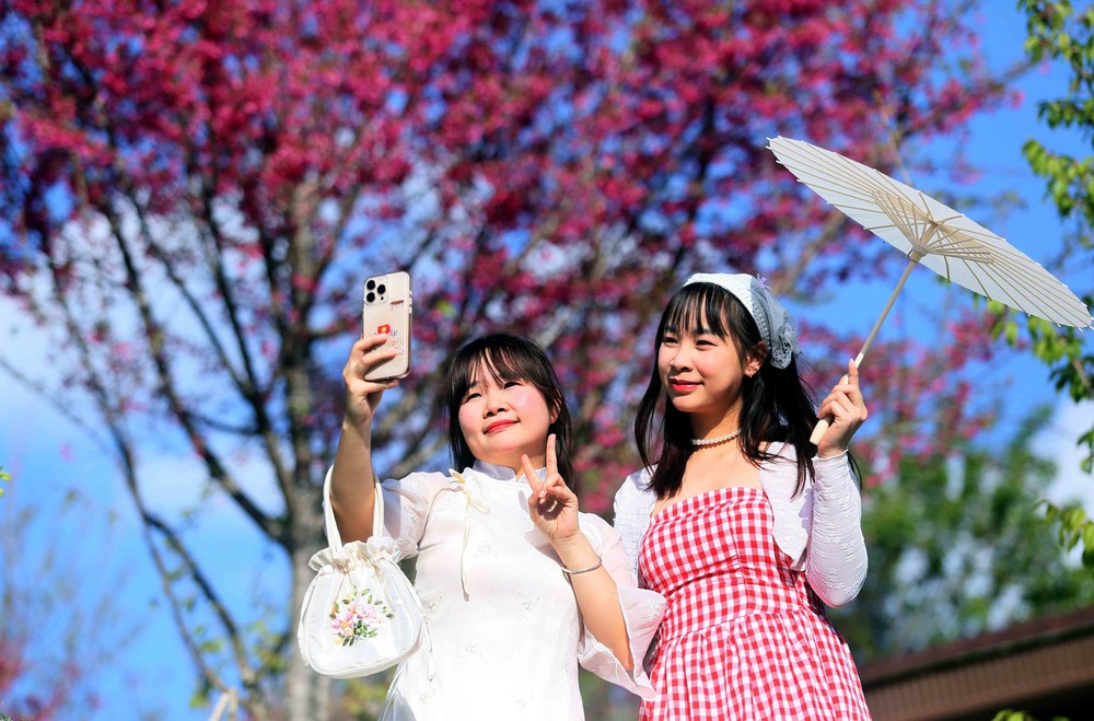 Sơn La: Hoa mai anh đào nở rộ thu hút khách du lịch - Ảnh 8.