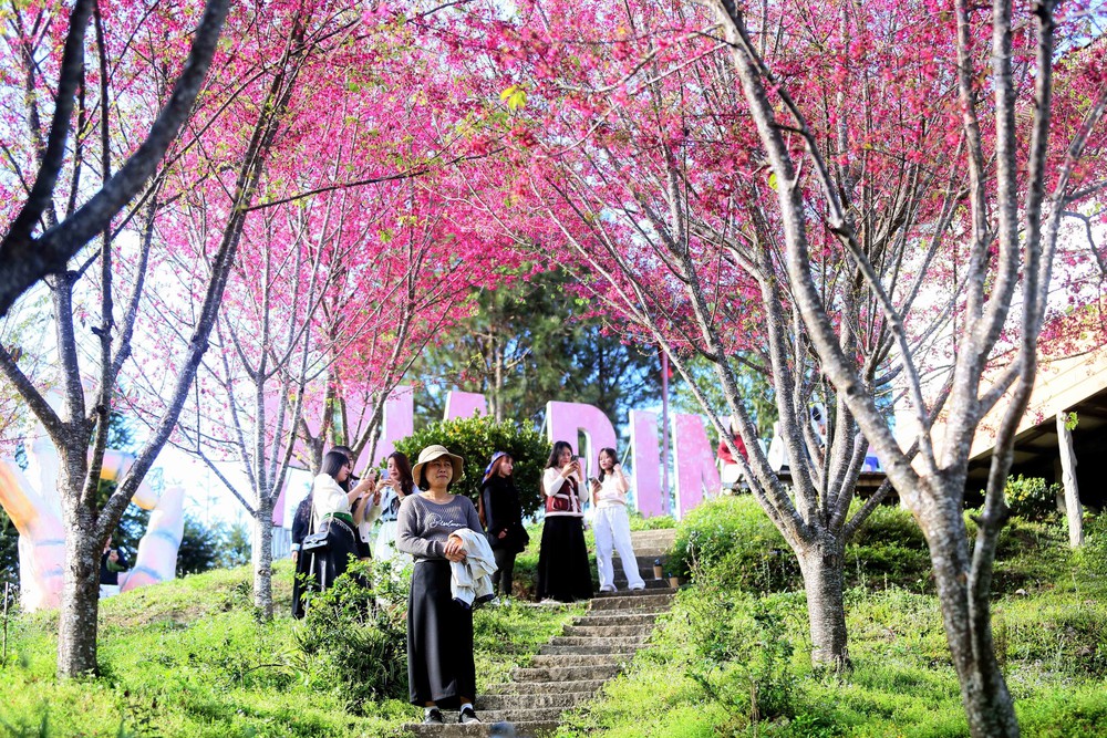 Sơn La: Hoa mai anh đào nở rộ thu hút khách du lịch - Ảnh 3.