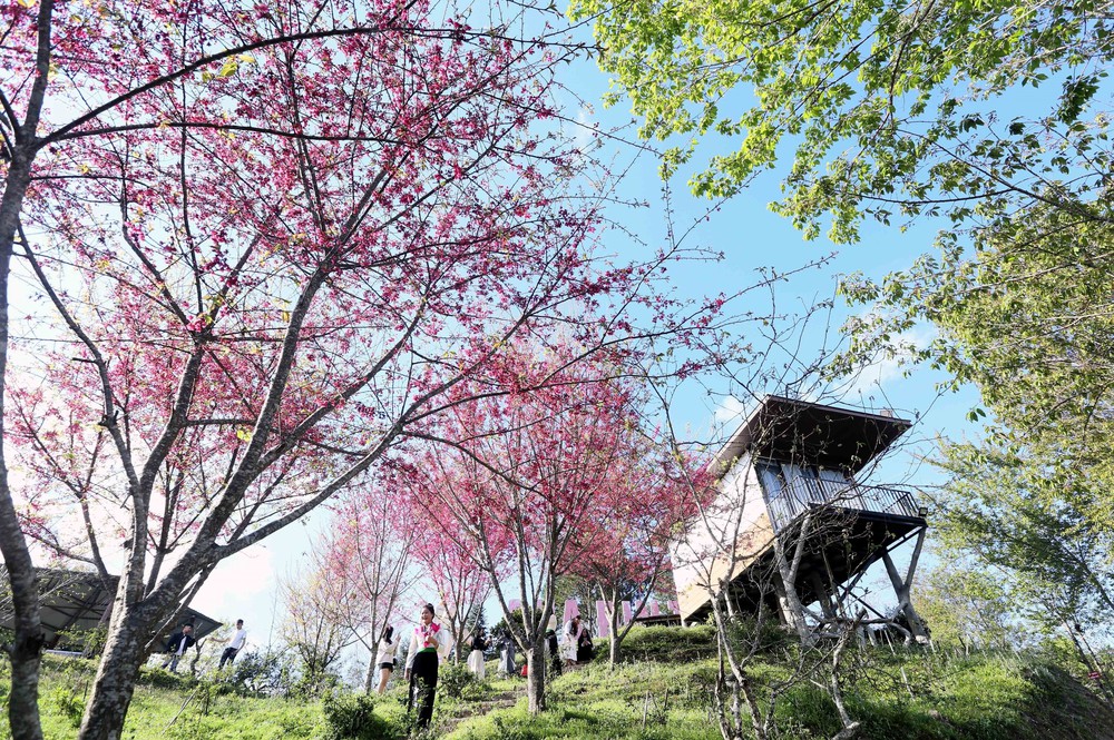 Sơn La: Hoa mai anh đào nở rộ thu hút khách du lịch - Ảnh 4.