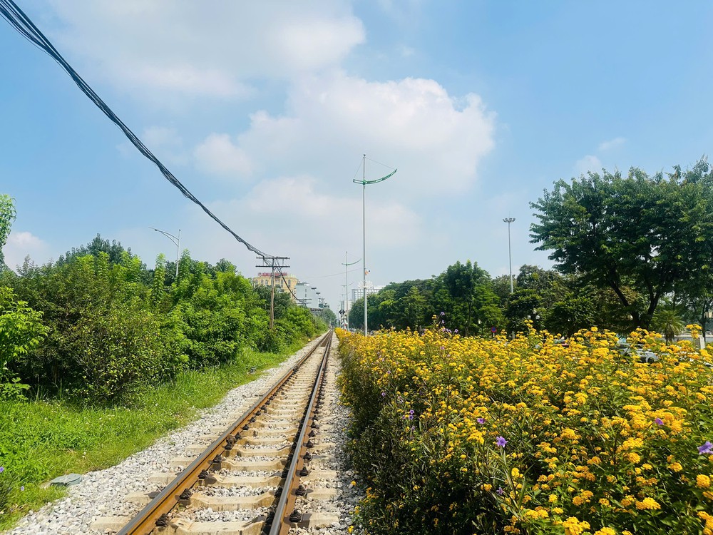 Rất thu Hà Nội, cũng rất thơ Đà Lạt: Ngỡ ngàng sắc vàng ngũ sắc ven đường Lê Duẩn - Ảnh 4. Rất thu Hà Nội, cũng rất thơ Đà Lạt: Ngỡ ngàng sắc vàng ngũ sắc ven đường Lê Duẩn - Ảnh 4.