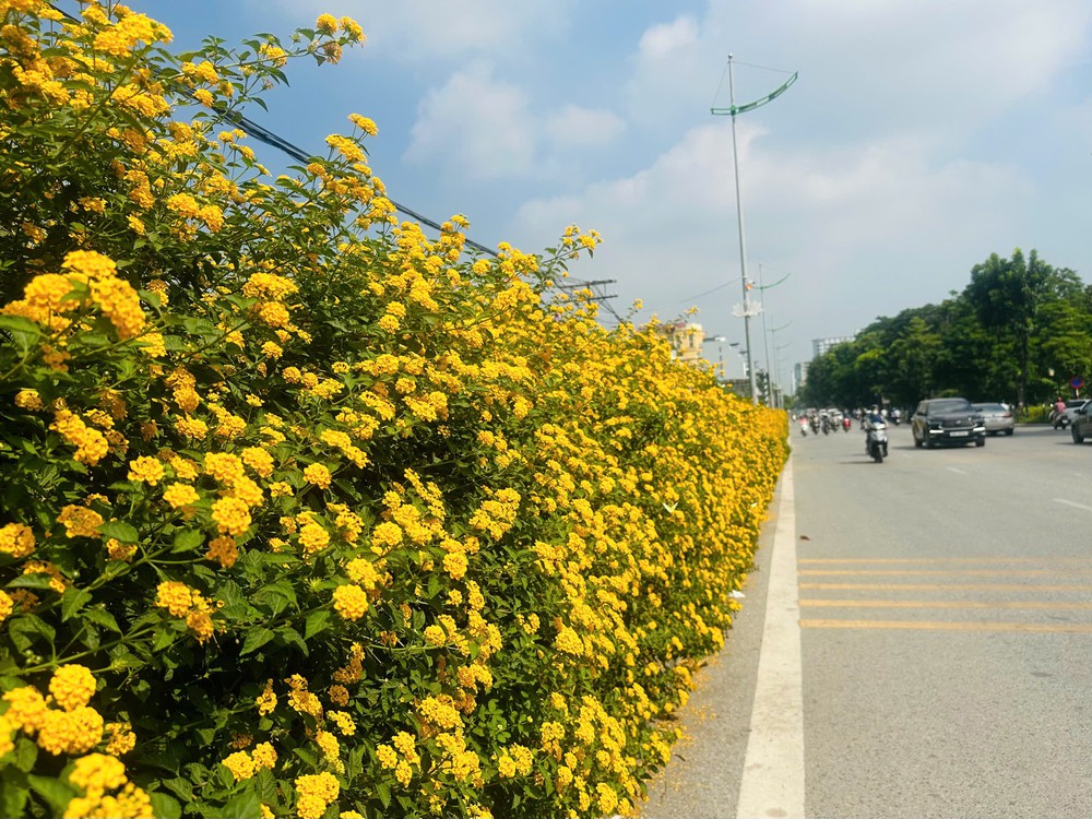 Rất thu Hà Nội, cũng rất thơ Đà Lạt: Ngỡ ngàng sắc vàng ngũ sắc ven đường Lê Duẩn - Ảnh 2. Rất thu Hà Nội, cũng rất thơ Đà Lạt: Ngỡ ngàng sắc vàng ngũ sắc ven đường Lê Duẩn - Ảnh 2.