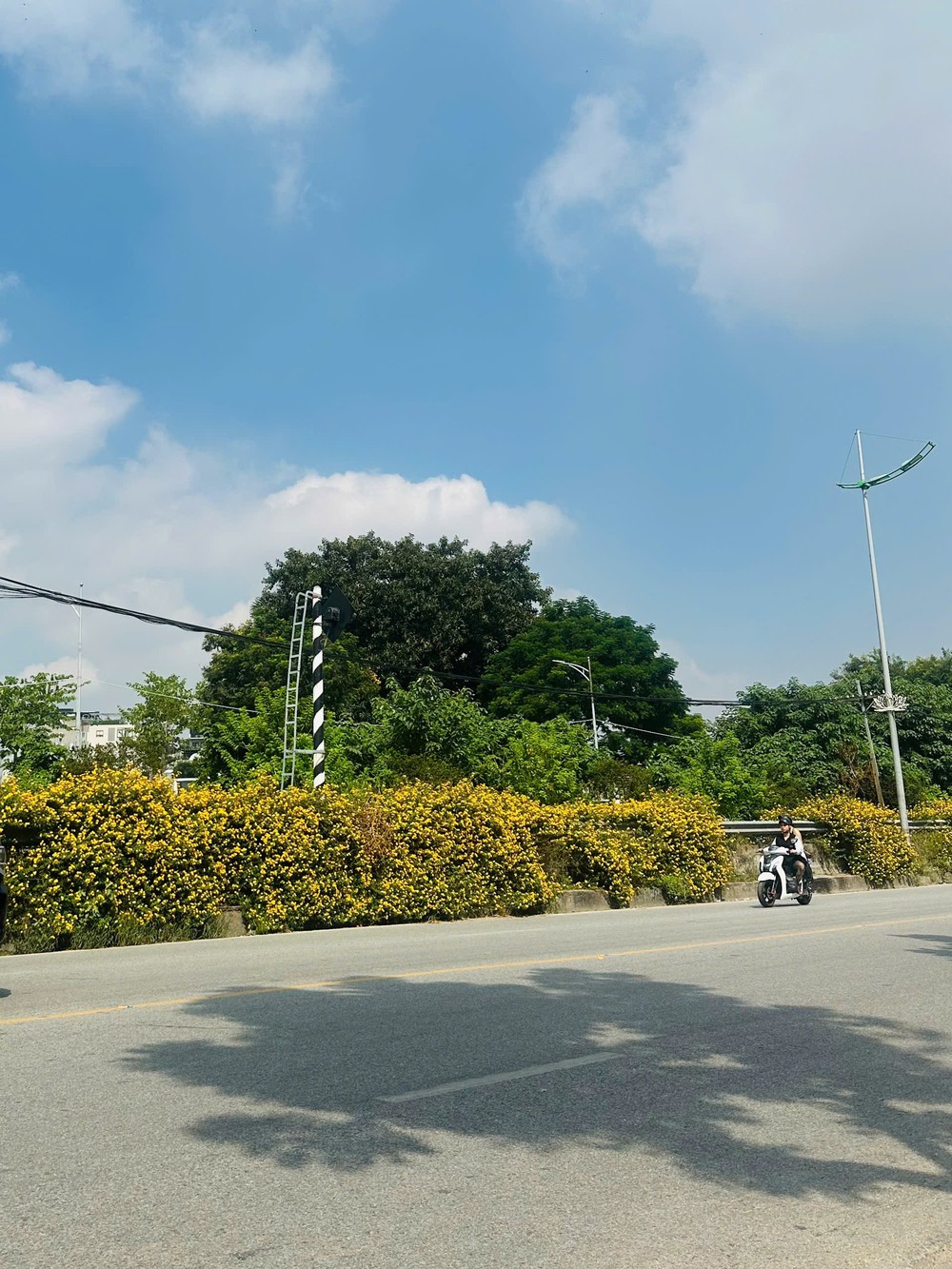 Rất thu Hà Nội, cũng rất thơ Đà Lạt: Ngỡ ngàng sắc vàng ngũ sắc ven đường Lê Duẩn - Ảnh 6. Rất thu Hà Nội, cũng rất thơ Đà Lạt: Ngỡ ngàng sắc vàng ngũ sắc ven đường Lê Duẩn - Ảnh 6.