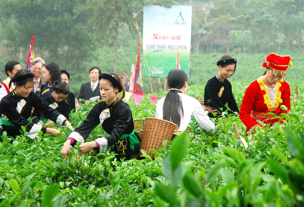 Tri thức trồng và chế biến chè Thái Nguyên trở thành Di sản văn hóa phi vật thể quốc gia - Ảnh 5.