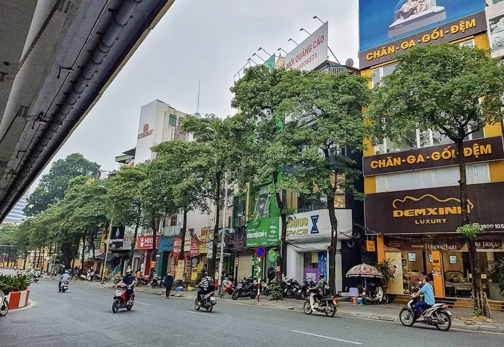 Hà Nội: Các biện pháp nhằm điều chỉnh mật độ cây hoa sữa. - Ảnh 1.