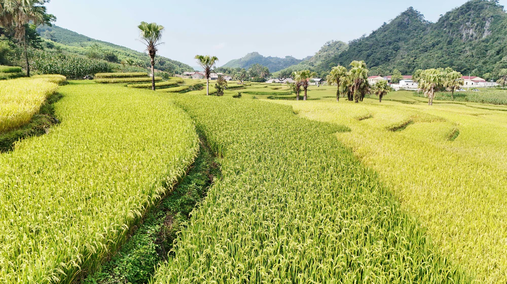 Thái Nguyên: Mùa vàng trên Bản Tèn - Ảnh 4.