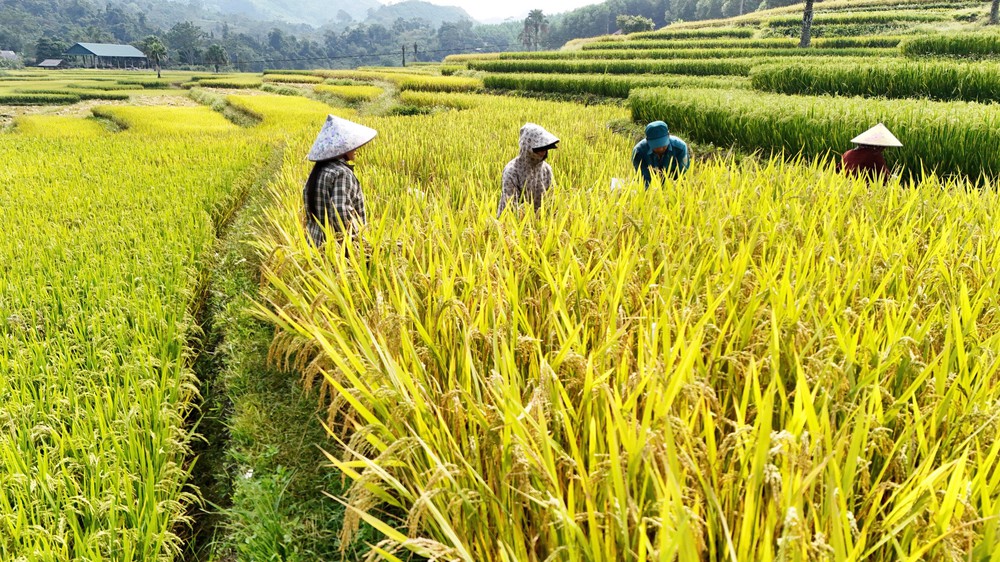 Thái Nguyên: Mùa vàng trên Bản Tèn - Ảnh 5.