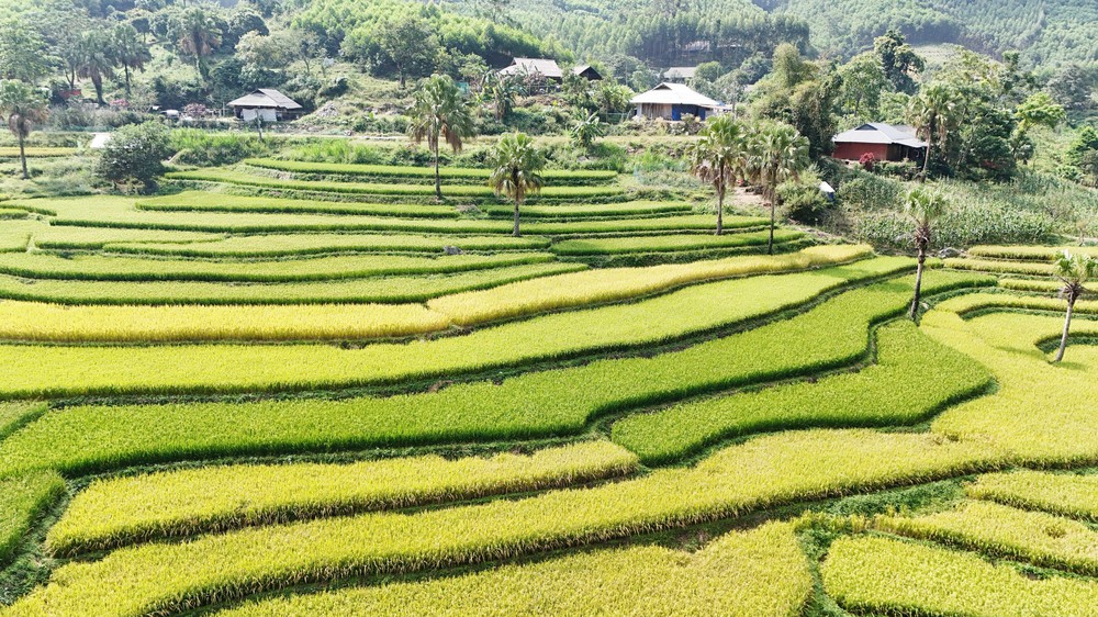 Thái Nguyên: Mùa vàng trên Bản Tèn - Ảnh 1.