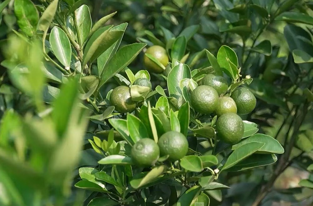 Triển khai Nghị quyết 57-NQ/TW: Bà con dạy nhau công nghệ, đưa đặc sản lên sàn số - Ảnh 2.