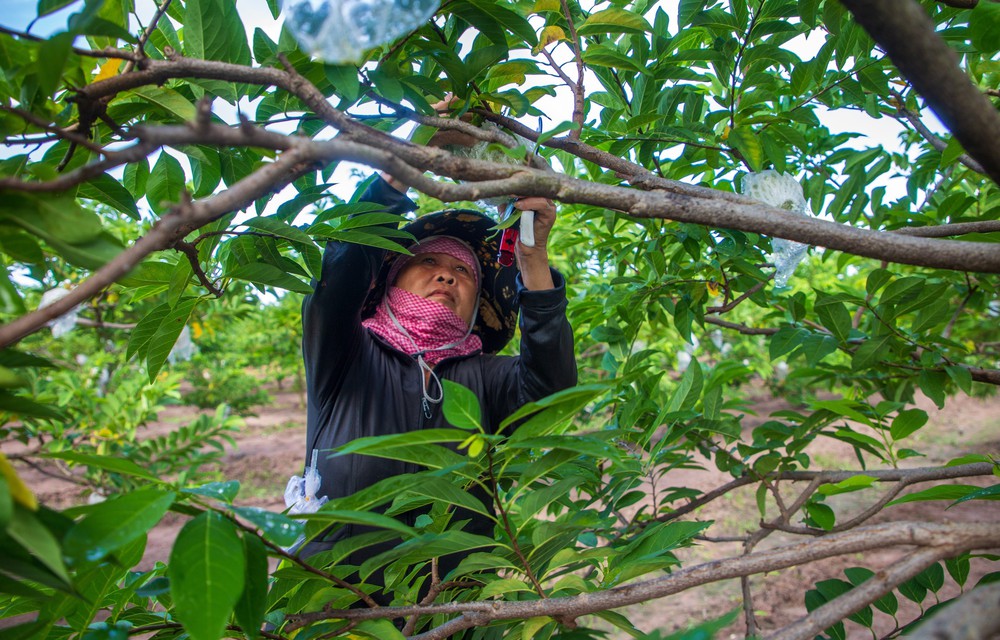 Đưa tài sản trí tuệ thành động lực phát triển doanh nghiệp - Ảnh 1.