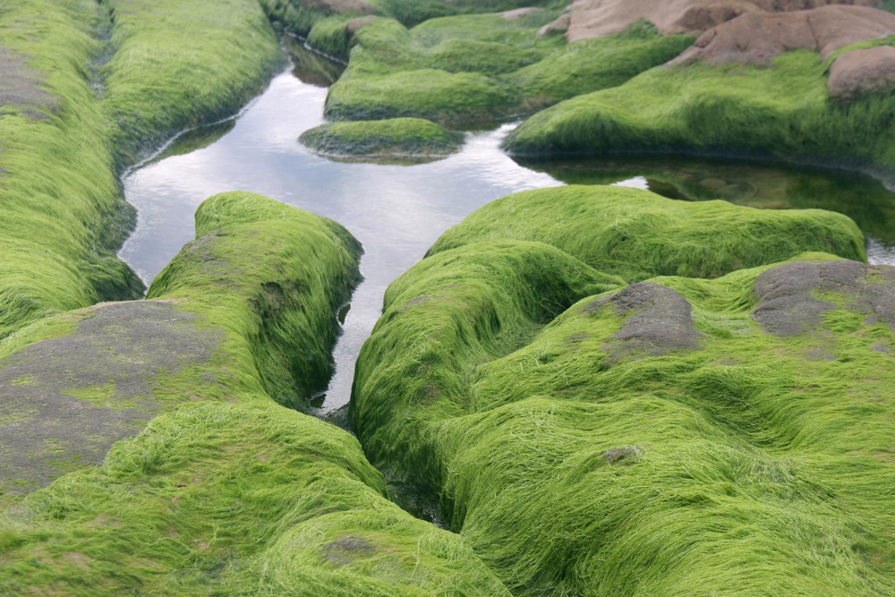 Mùa rêu xanh ở bãi biển Cổ Thạch - Ảnh 1. Mùa rêu xanh ở bãi biển Cổ Thạch - Ảnh 1.