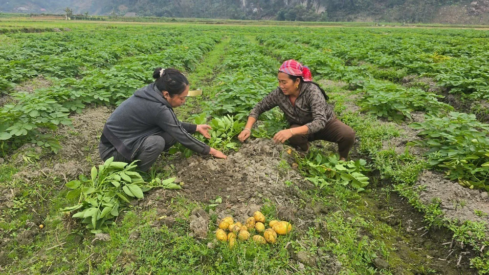  Vùng lũ Làng Chút thay áo mới, đón Xuân sang - Ảnh 6.