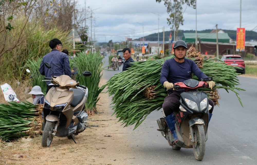 Làng hoa lay ơn lớn nhất Lâm Đồng bội thu vụ Tết - Ảnh 4.