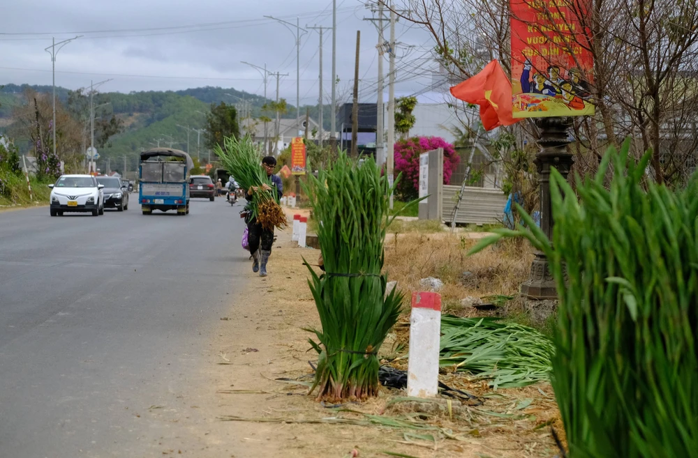 Làng hoa lay ơn lớn nhất Lâm Đồng bội thu vụ Tết - Ảnh 3.