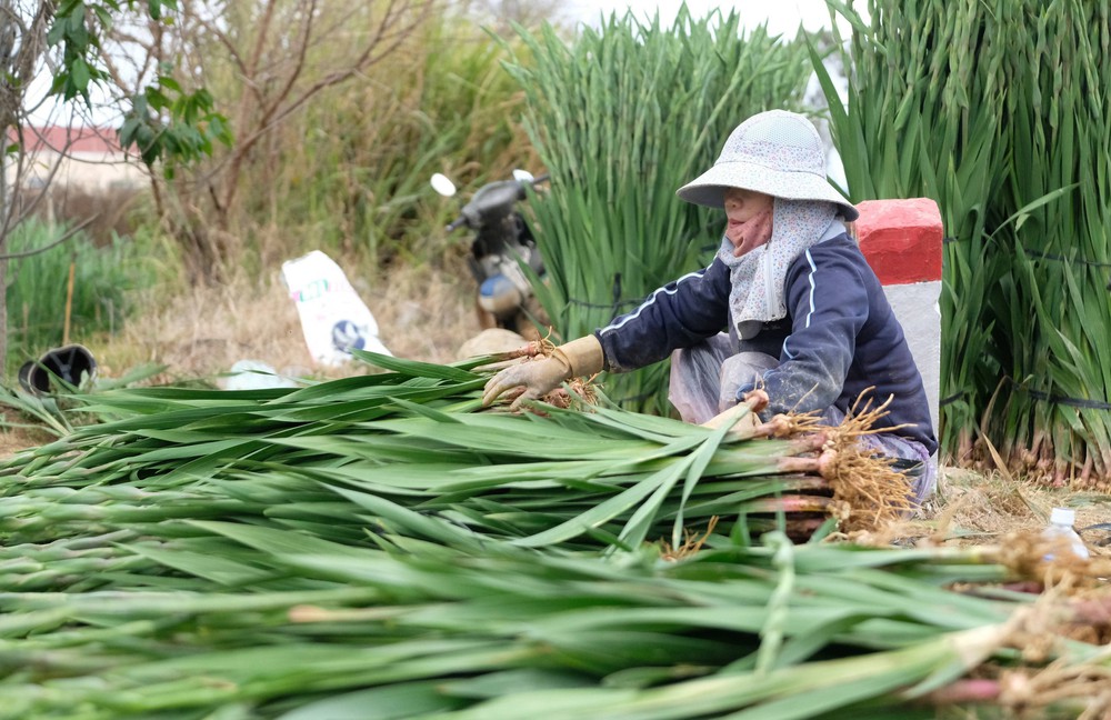 Làng hoa lay ơn lớn nhất Lâm Đồng bội thu vụ Tết - Ảnh 2.