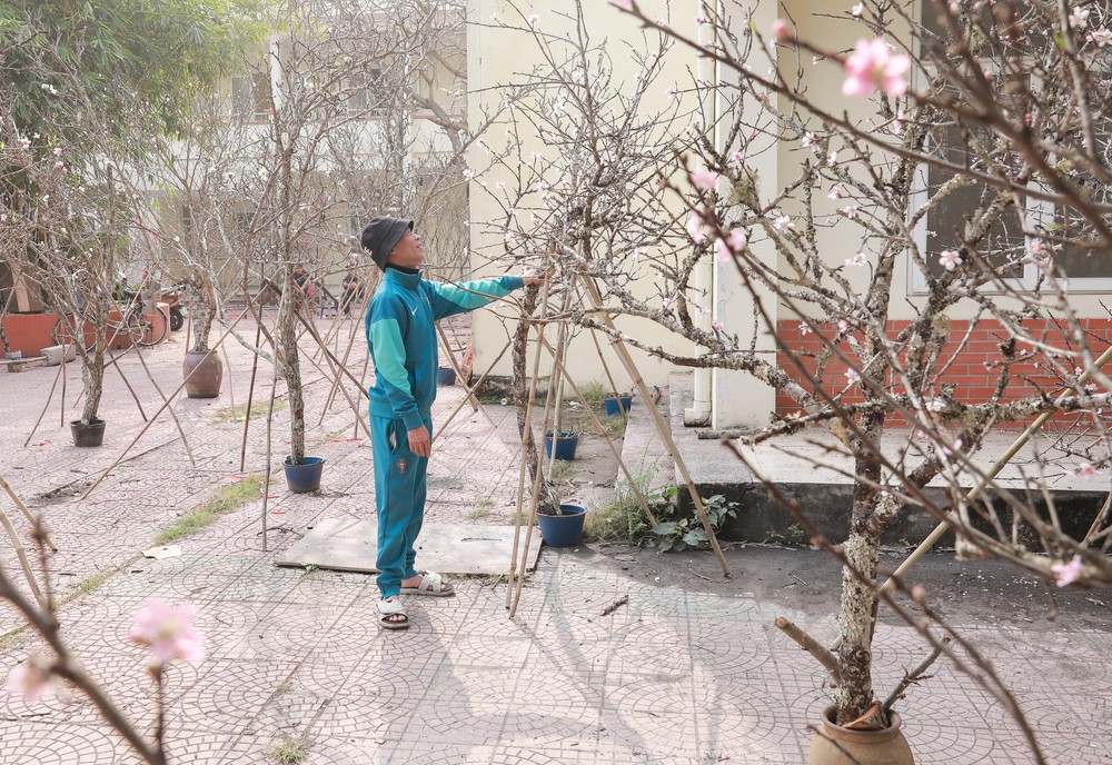 Tiểu thương thấp thỏm vì sức mua đào, quất giảm - Ảnh 4.