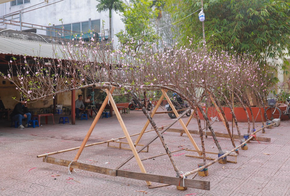 Tiểu thương thấp thỏm vì sức mua đào, quất giảm - Ảnh 3.