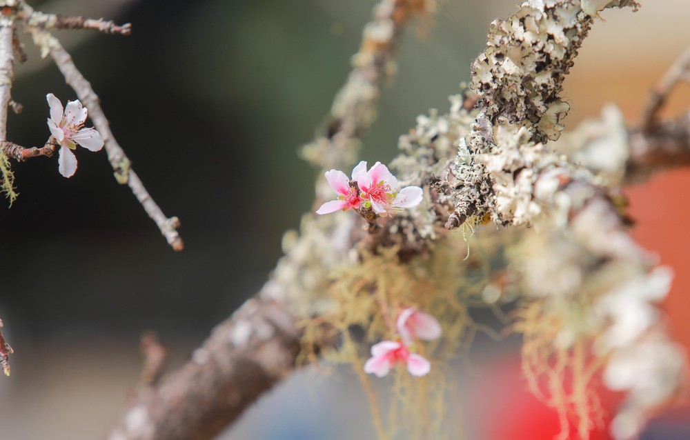 Tiểu thương thấp thỏm vì sức mua đào, quất giảm - Ảnh 13.