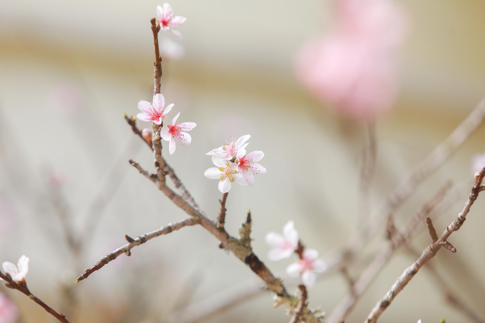 Tiểu thương thấp thỏm vì sức mua đào, quất giảm - Ảnh 12.