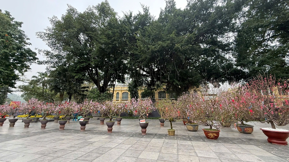 Hà Nội: Mở cửa không gian hoa xuân quy mô lớn tại Vườn hoa Lý Thái Tổ từ ngày 13/2 - Ảnh 1.