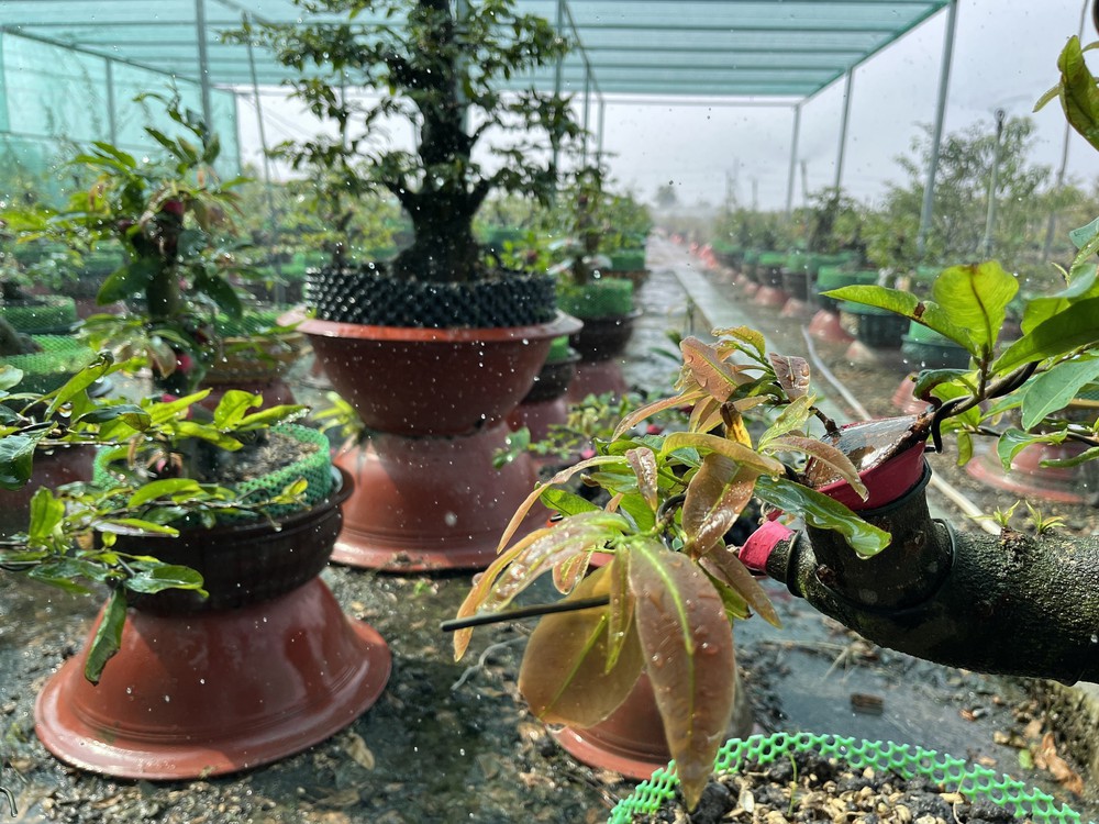 Vì một miền quê đáng sống: Sắc xuân Tân Tây - Khai thác đa giá trị từ cây Mai vàng - Ảnh 1.