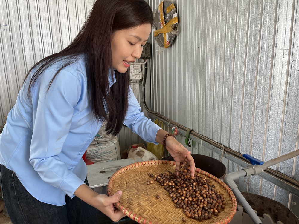 Vì một miền quê đáng sống: Sắc xuân Tân Tây - Khai thác đa giá trị từ cây Mai vàng - Ảnh 2.