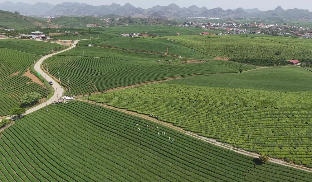 Cao nguyên Mộc Châu mùa Xuân về - Ảnh 3.