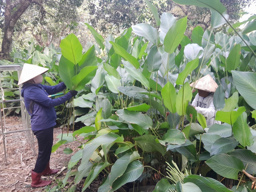 Rộn ràng mùa thu hoạch lá dong phục vụ Tết - Ảnh 2.