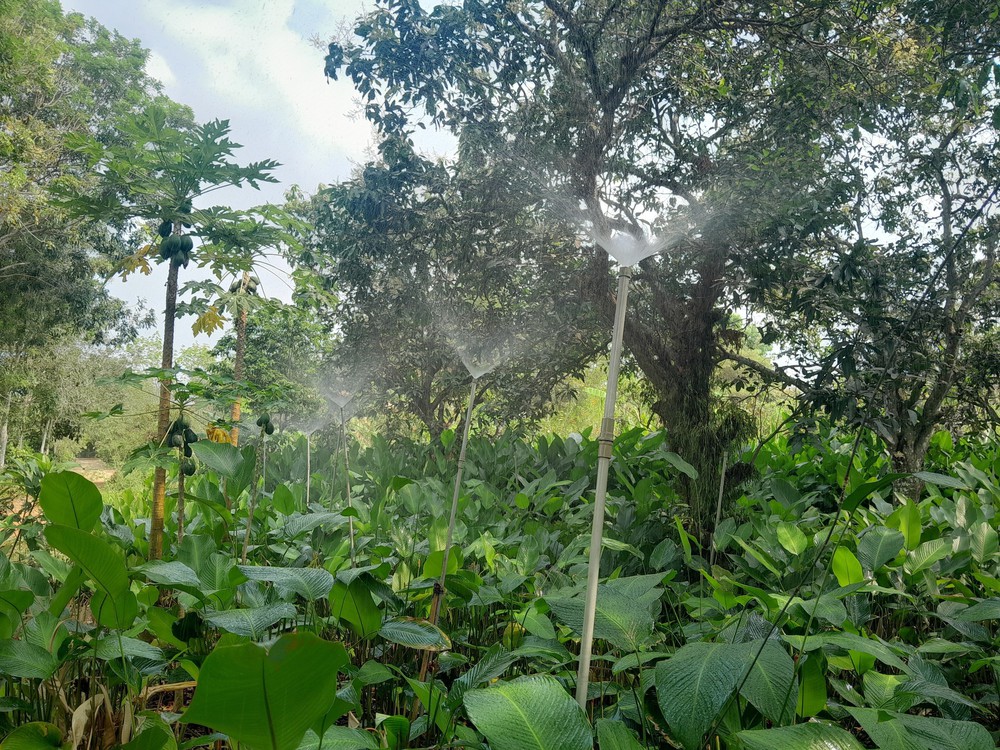 Rộn ràng mùa thu hoạch lá dong phục vụ Tết - Ảnh 1.