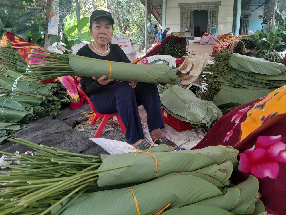 Rộn ràng mùa thu hoạch lá dong phục vụ Tết - Ảnh 4.