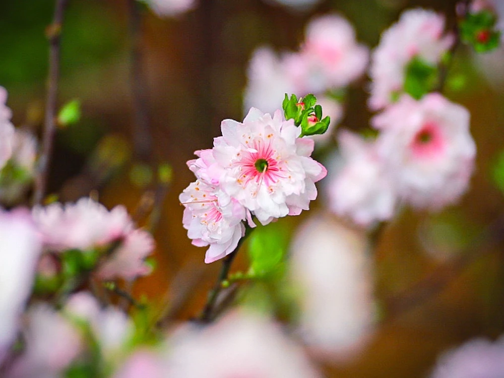 Rực rỡ sắc Xuân giữa lòng phố cổ - Ảnh 6.