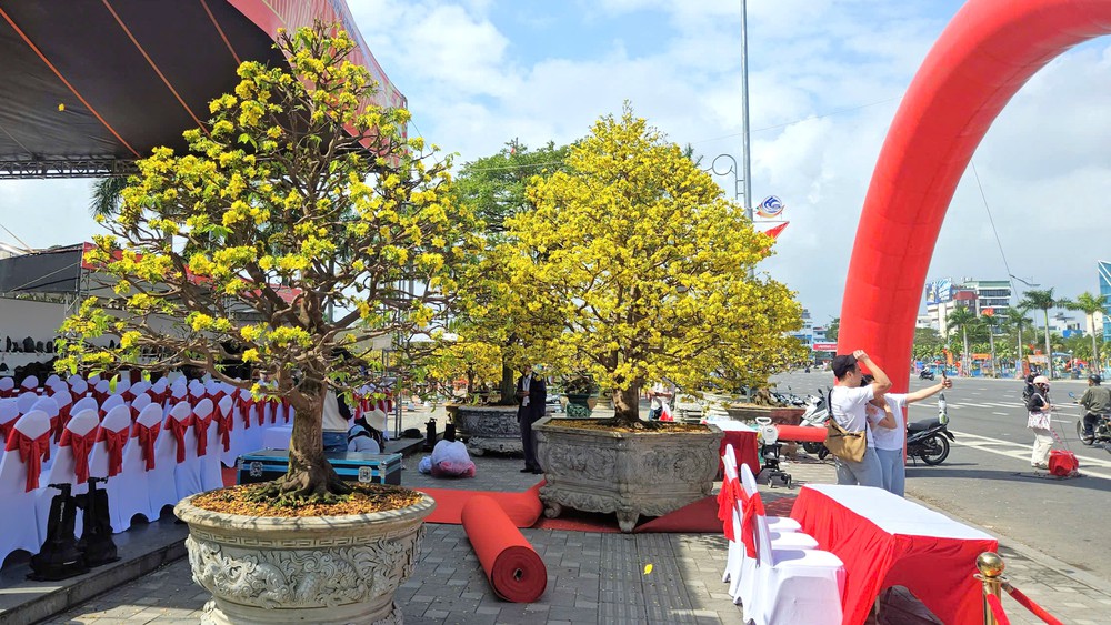 Lễ hội Mai vàng lần thứ nhất năm 2026 - Ảnh 1.
