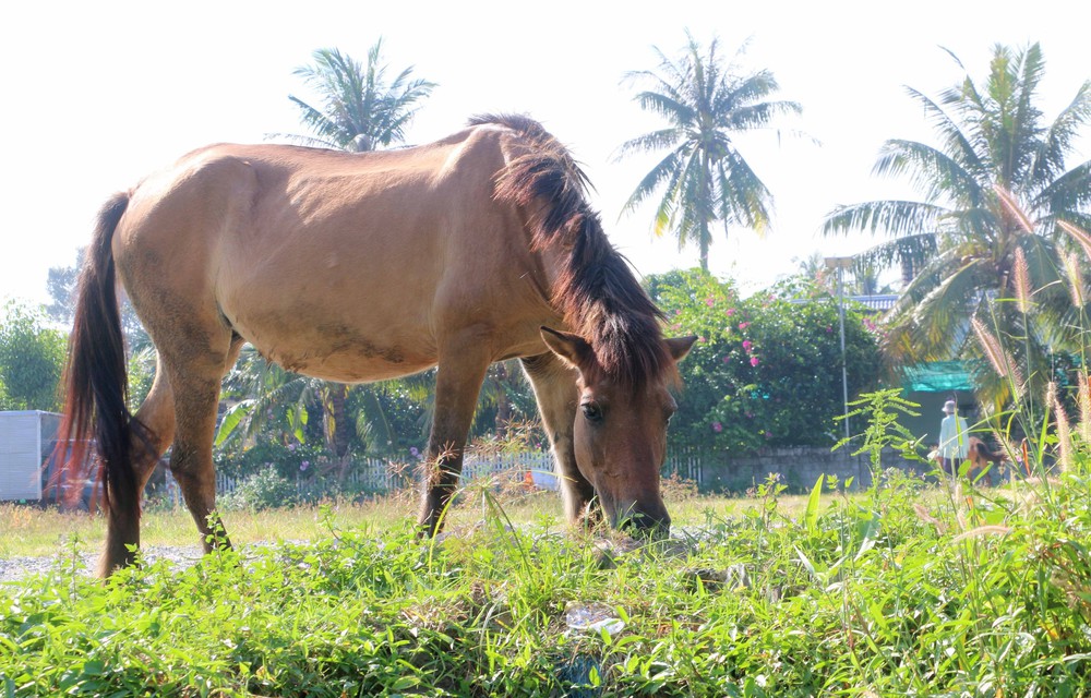 Xe ngựa - Biểu tượng văn hóa "độc bản" miền biên viễn Tây Nam - Ảnh 4.